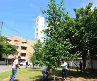 Prefeitura de Cuiabá planta 150 mudas de árvores no bairro Pedra 90