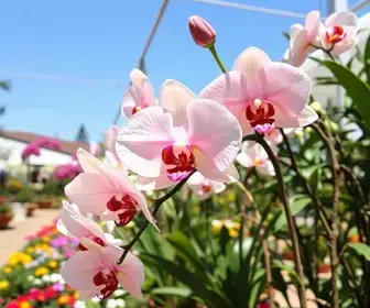 Festival de Orquídeas e Rosas do Deserto começa nesta quinta