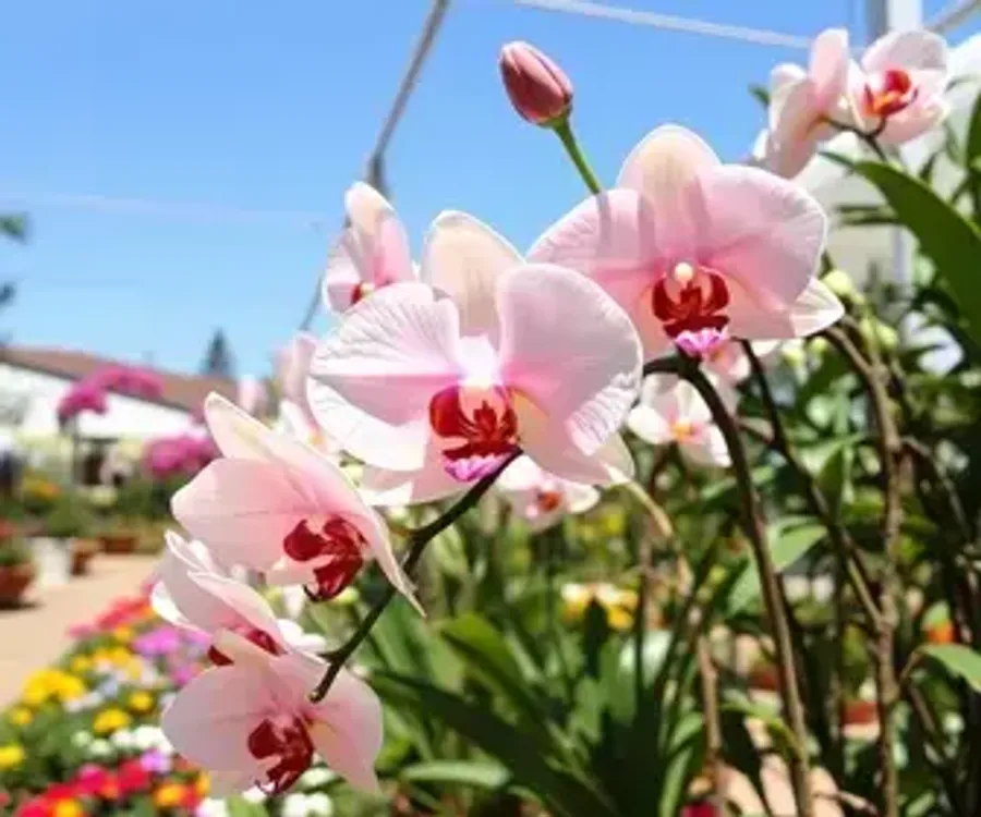 Festival de Orquídeas e Rosas do Deserto começa nesta quinta